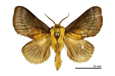 梨娜刺蛾 Narosoideus flavidorsalis 雄蟲
