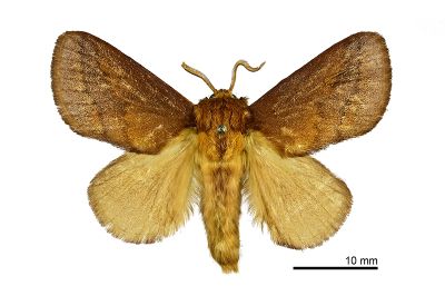 狡娜刺蛾 Narosoideus vulpinus 雄蟲