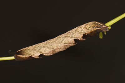 凹緣天蛾 Neogurelca hyas