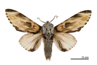 雲舟蛾 Neopheosia fasciata fasciata 雄蟲