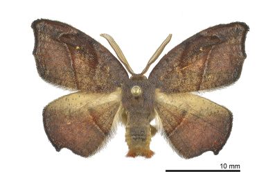 後凹角鉤蛾 Neoreta purpureofascia 雄蟲