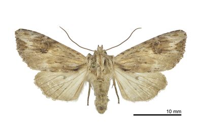 木理狸夜蛾 Nepalopolia contaminata 雌蟲