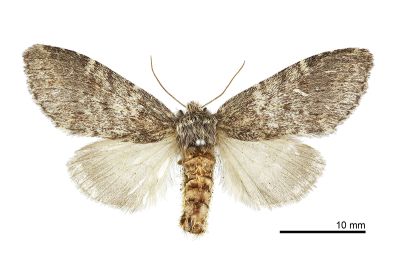 臺灣霧舟蛾 Nephodonta taiwanensis 雌蟲