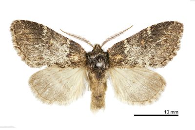 臺灣霧舟蛾 Nephodonta taiwanensis 雄蟲