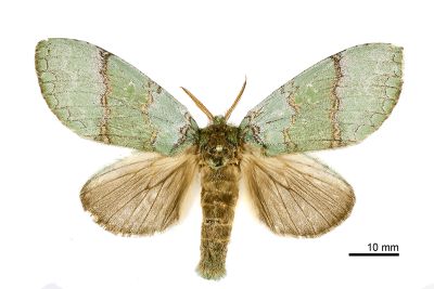 梭舟蛾 Netria multispinae multispinae 雌蟲