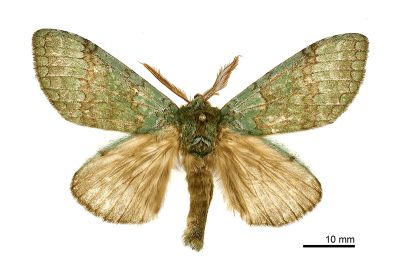梭舟蛾 Netria multispinae multispinae 雄蟲