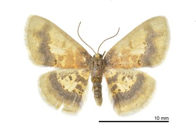 姬黃尺蛾 Ninodes watanabei 雄蟲