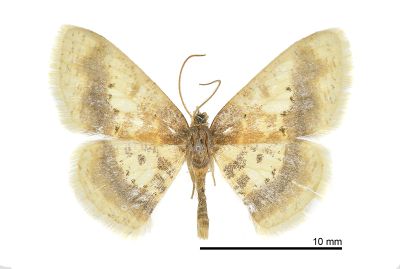 姬黃尺蛾 Ninodes watanabei 雄蟲