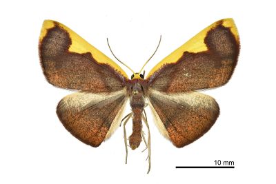 大黃齒尺蛾 Nothomiza flavicosta 雌蟲