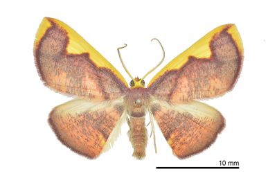 大黃齒尺蛾 Nothomiza flavicosta 雄蟲