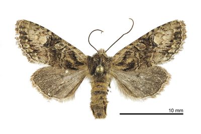 小烏夜蛾 Nyctycia stenoptera minori 雌蟲