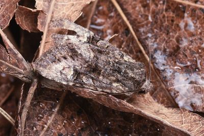 小烏夜蛾 Nyctycia stenoptera minori 雌蟲