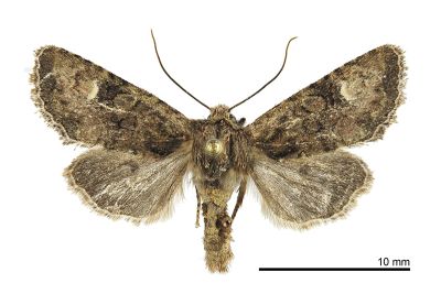 小烏夜蛾 Nyctycia stenoptera minori 雄蟲