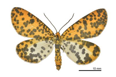 豹紋尺蛾 Obeidia vagipardata albomarginata 雄蟲