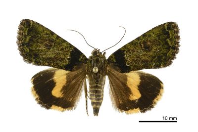 霉裙劍夜蛾 Olivenebula oberthueri 雌蟲