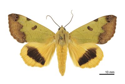 安鈕裳蛾 Ophiusa tirhaca 雄蟲