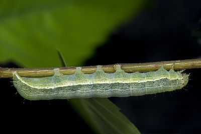 廬山夢尼夜蛾 Orthosia lushana
