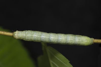 廬山夢尼夜蛾 Orthosia lushana