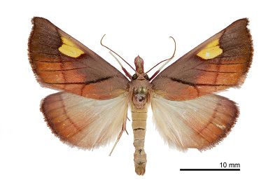 金雙斑螟蛾 Orybina flaviplaga 雄蟲
