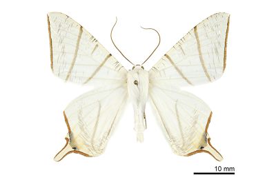 白寬尾尺蛾 Ourapteryx clara formosana 雄蟲