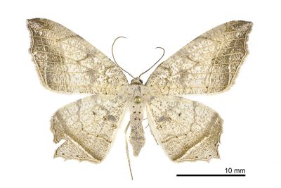 暗邊截翅尺蛾 Oxymacaria temeraria temeraria 雄蟲