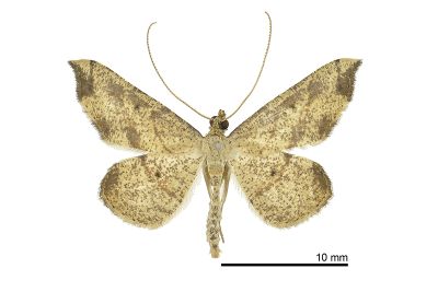 黑點小褐尺蛾 Ozola defectata 雄蟲