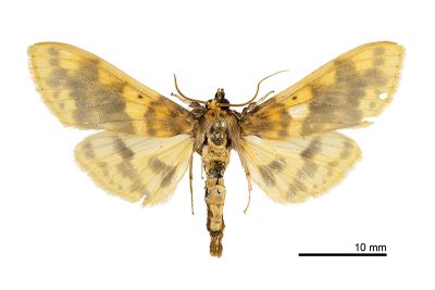 Pachynoa thoosalis 雌蟲