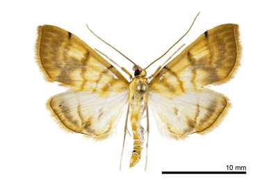 雲尖鬚野螟蛾 Pagyda nebulosa 雄蟲