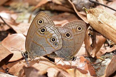 古眼蝶 Palaeonympha opalina macrophthalmia 交尾中個體