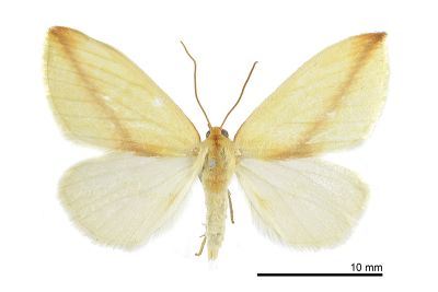 斜澄線尺蛾 Parabapta obliqua 雌蟲