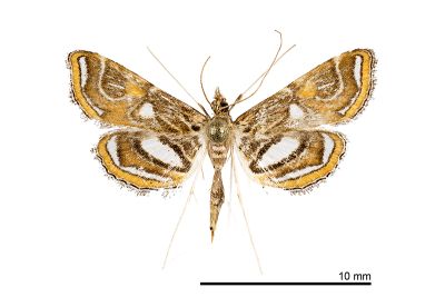 麗紋地棲水螟蛾 Paracymoriza cataclystalis 雌蟲