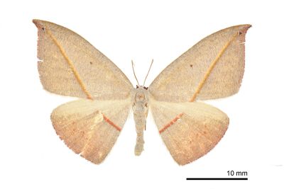 島嶼袍燕蛾 Paradecetia insulana 雌蟲