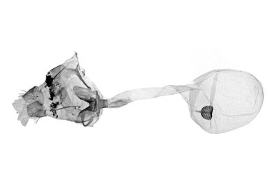 島嶼袍燕蛾 Paradecetia insulana 雌蟲