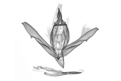 島嶼袍燕蛾 Paradecetia insulana 雄蟲