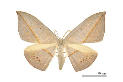 島嶼袍燕蛾 Paradecetia insulana 雄蟲