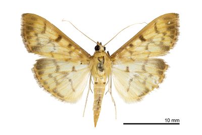 枇杷扇野螟蛾 Patania balteata 雄蟲