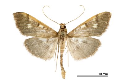 橙緣扇野螟蛾 Patania costalis 雄蟲