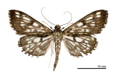 窗斑扇野螟蛾 Patania mundalis 雄蟲