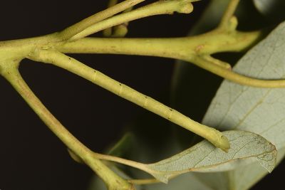 亞海綠尺蛾 Pelagodes subquadraria