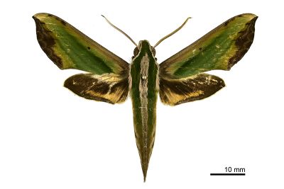 斜綠天蛾 Pergesa acteus 雄蟲