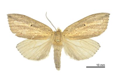 密角紆舟蛾 Periergos antennae 雌蟲