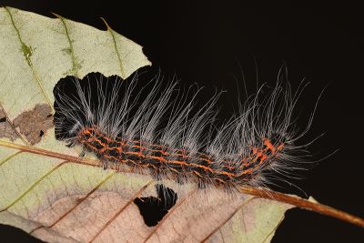 頂斑圓掌舟蛾 Phalera assimilis formosicola