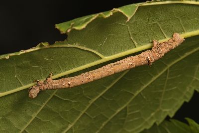桑尺蠖蛾 Phthonandria atrilineata cuneilinearia