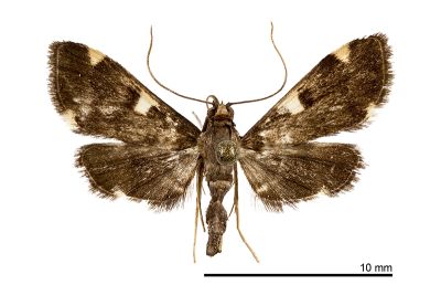 黃線腫角野螟蛾 Piletocera aegimiusalis 雌蟲