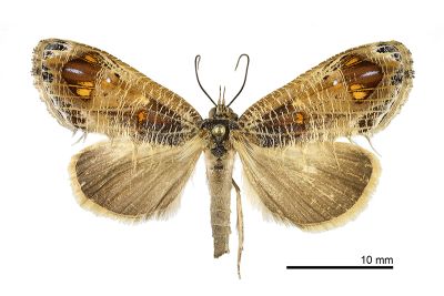 穗裳蛾 Pilipectus prunifera 雌蟲
