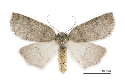 綠朴尺蛾 Planociampa chlora 雌蟲