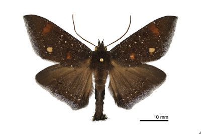妖裳蛾 Platyja acerces 雄蟲