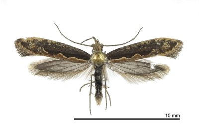 小菜蛾 Plutella xylostella 雄蟲