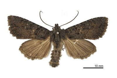 冥灰夜蛾 Polia mortua caeca 雄蟲