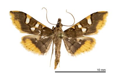 黃缘狭翅野螟蛾 Prophantis adusta 雌蟲